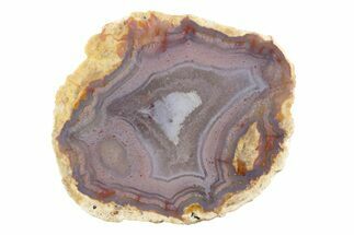 Polished Red Hot (Berrendo) Thunderegg Half - Mexico #373197