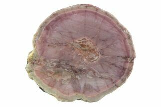 Polished Cold Mountain Thunderegg (Half) - Mexico #373352