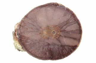 Polished Cold Mountain Thunderegg (Half) - Mexico #373353