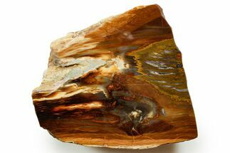 Polished Yellow Cat Jasper Replaced Petrified Wood - Utah #373461