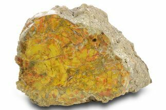 Polished Yellow Cat Petrified Wood - Utah #373527