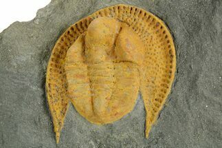 Orange Trinucleid Trilobite (Declivolithus) - Mecissi, Morocco #372455