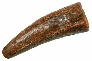 Bargain, Fossil Spinosaurus Tooth - Real Fossil Tooth #373672