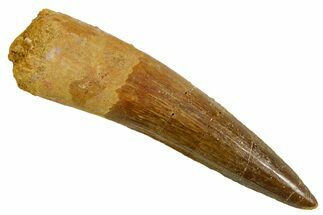 Fossil Spinosaurus Tooth - Real Dinosaur Tooth #373721
