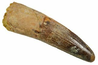 Fossil Spinosaurus Tooth - Real Dinosaur Tooth #373730