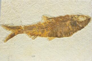 Detailed Fossil Fish (Knightia) - Wyoming #373664