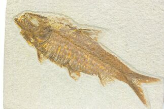 Detailed Fossil Fish (Knightia) - Wyoming #373686