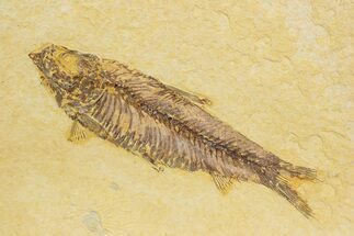 Detailed Fossil Fish (Knightia) - Wyoming #373694