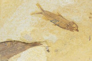 Detailed Fossil Fish (Knightia) - Wyoming #373712
