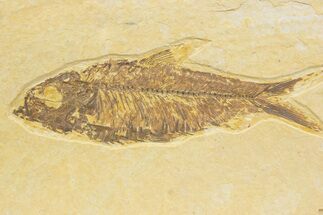 Detailed Fossil Fish (Knightia) - Wyoming #373719