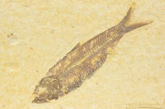Detailed Fossil Fish (Knightia) - Wyoming #373726