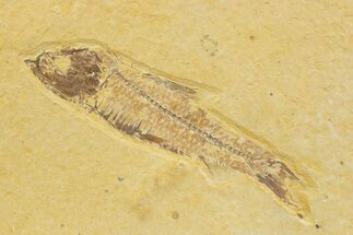 Bargain, Detailed Fossil Fish (Knightia) - Wyoming #373728