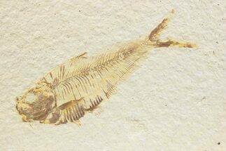 Detailed Fossil Fish (Diplomystus) - Wyoming #373758