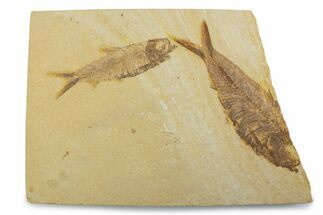 Plate With Two Fossil Fish (Knightia) - Wyoming #373857