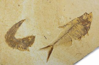 Plate With Two Fossil Fish (Diplomystus & Knightia) - Wyoming #373865