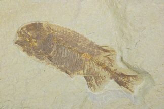 Juvenile Phareodus Fish Fossil - Scarce Species #373881