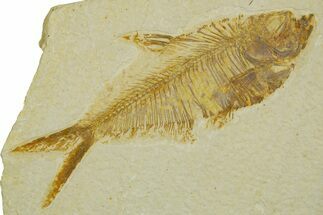 Detailed Fossil Fish (Diplomystus) - Wyoming #373811