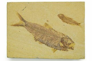 Plate With Two Fossil Fish (Knightia) - Wyoming #373823