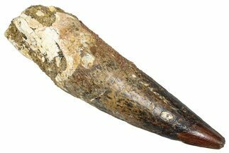 Bargain, Fossil Spinosaurus Tooth - Composite Tip #373909