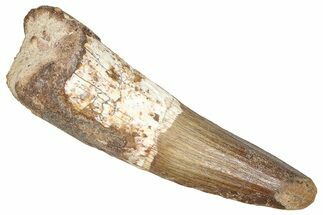Fossil Spinosaurus Tooth - Real Dinosaur Tooth #373913