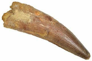 Fossil Spinosaurus Tooth - Real Dinosaur Tooth #373919
