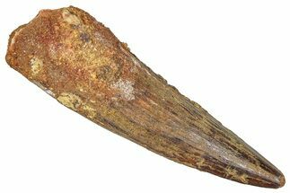 Fossil Spinosaurus Tooth - Real Dinosaur Tooth #373955
