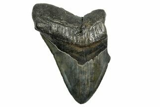 Bargain, Fossil Megalodon Tooth - South Carolina #374089