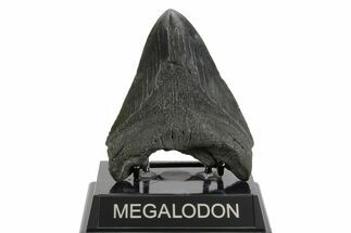 Fossil Megalodon Tooth - South Carolina #374092