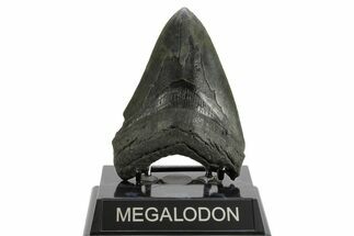 Serrated, Fossil Megalodon Tooth - South Carolina #374093
