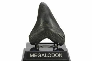 Fossil Megalodon Tooth - South Carolina #374094