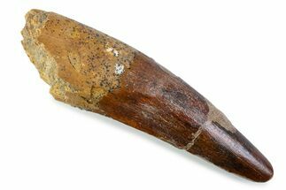 Fossil Spinosaurus Tooth - Real Dinosaur Tooth #373939