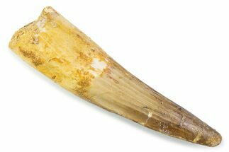 Fossil Spinosaurus Tooth - Real Fossil Tooth #373960