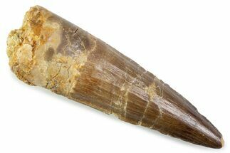 Fossil Spinosaurus Tooth - Real Dinosir Tooth #373967