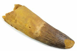 Real Spinosaurus Tooth - Robust Dinosaur Tooth #373974