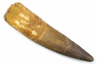 Fossil Spinosaurus Tooth - Real Dinosaur Tooth #373976