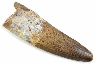 Real Spinosaurus Tooth - Large Tooth & Nice Preservation #373994