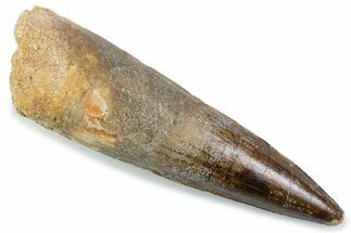 Bargain, Fossil Spinosaurus Tooth - Real Dinosaur Tooth #374002