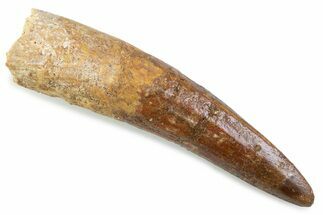 Bargain, Fossil Spinosaurus Tooth - Restored Tip #374021
