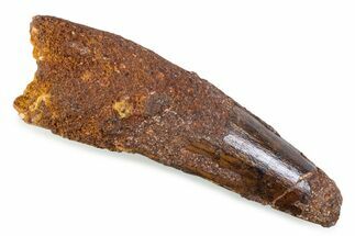 Fossil Spinosaurus Tooth - Feeding Worn Tip #374026