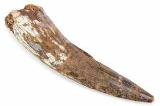 Bargain, Fossil Spinosaurus Tooth - Real Dinosaur Tooth #374029