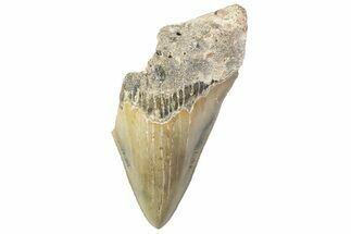 Partial, Fossil Megalodon Tooth - Serrated Blade #374073