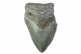 Partial, Fossil Megalodon Tooth - North Carolina #374075