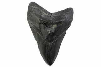 Fossil Megalodon Tooth - South Carolina #374099