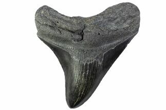 Serrated, Posterior Fossil Megalodon Tooth - South Carolina #374104