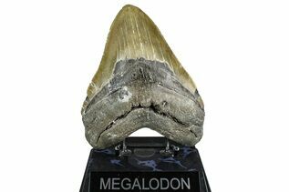 Fossil Shark Teeth For Sale