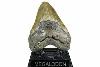 Serrated, Fossil Megalodon Tooth - North Carolina #374052