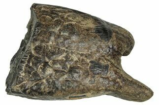 Pleistocene Aged Fossil Horse Tooth - South Carolina #374108