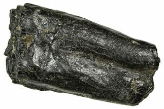 Pleistocene Aged Fossil Horse Tooth - South Carolina #374122