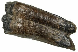 Pleistocene Aged Fossil Horse Tooth - South Carolina #374126