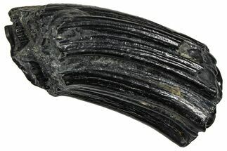Pleistocene Aged Fossil Horse Tooth - South Carolina #374133